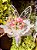 Butterfly - Imagem 2