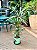 DLI - Plantas - Imagem 1