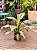 DLI - Plantas - Imagem 1
