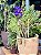 DLI - Plantas - Imagem 1