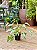 DLI - Plantas - Imagem 1