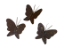 Trio de Borboletas - Imagem 1