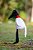 Pelúcia Tuiuiú - Imagem 1