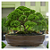 Fertilizante Superthrive Bonsai Pro 237ml - Nutriente Premium para Bonsai - Imagem 3