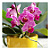 Fertilizante Superthrive Orquid Pro 237ml - Nutriente Premium para Orquídeas - Imagem 3