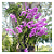 Fertilizante Superthrive Orquid Pro 237ml - Nutriente Premium para Orquídeas - Imagem 4