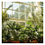 Superthrive Foliage-Pro - Fertilizante Base de Crescimento - Imagem 3