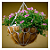 Superthrive Mag-Pro - Suplemento de Floração e Frutificação - Imagem 4