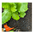 Substrato para cultivo GROW MIX 12L - Imagem 4