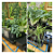 Tray2Grow Completo Para Cultivo Autoirrigavel AutoPot AP/T2G 1115X410X95mm - Imagem 6