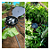 AQUAbox Spayder Cultivo autoirrigavel para canteiros AutoPot - Imagem 6