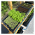 Microherb Tray AutoPot Bandeja Para Cultivo Autoirrigavel de micro ervas compatível com Tray2Grow - Imagem 3