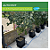 4Pot System Kit Para Cultivo Autoirrigavel com tanque de 47 litros, 4 Pot de 15 litros e acessórios AutoPot - 9mm - Imagem 2