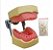 Manequim Endoradiografico p/ Dentes Naturais - MOM - Imagem 1