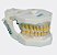 Manequim de Periodontia Padrão - Orais - Imagem 41
