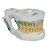 Manequim de Periodontia Padrão - Orais - Imagem 16