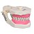 Manequim de Dentística - Orais - Imagem 9