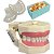 Manequim Kit Multidisciplinar Periodontia e Dentística (Cor 05) - Orais - Imagem 1