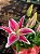 Lírio Oriental Rosa Perfumado Luxo - Imagem 2