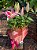 Lírio Oriental Rosa Perfumado Luxo - Imagem 1