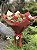 Buquê de 10 Rosas Vermelhas Importada - Imagem 2