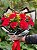 Buquê de 10 Rosas Vermelhas Importada - Imagem 2