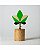 ARVORE DO EQUILIBRIO - Imagem 1