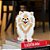 ESCULTURA CACHORRO LULU DA POMERANIA - Imagem 1