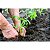 Fertilizante Adubo 04 14 08 Para Plantio e Floração - Imagem 5