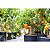 Fertilizante Foliar Maxxi Frutas SPU 500ml - Imagem 4