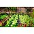 Fertilizante Foliar Maxxi Hortaliças SPU 500ml - Imagem 5