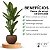 Casca de arroz carbonizada premium para substrato CPC Garden - Imagem 2