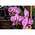 Substrato Pronto Uso Ideal Para Orquídeas 2 Litros - Imagem 4