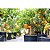 Fertilizante Foliar Maxxi Algas Uso Geral SPU 500ml - Imagem 4