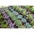 Fertilizante Foliar Maxxi Algas Uso Geral SPU 500ml - Imagem 5
