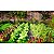 Fertilizante Foliar Maxxi Algas Uso Geral SPU 500ml - Imagem 6