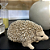 Escultura Ouriços em Poliresina 6x6x11,5 16676 Mart - Imagem 2