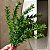 Mini Buque Verdinho Flor Artificial 30cm ONJ0106 - Imagem 3