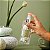 Home Spray Chá Verde 250ml Greenswet - Imagem 2