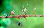 Jogo Pikmin 2 - Wii - Imagem 4