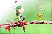Jogo Pikmin 2 - Wii - Imagem 2