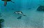 Jogo Endless Ocean: Blue World - Wii - Imagem 4
