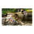Jogo Pikmin 1 + 2 - Switch - Imagem 4