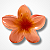 Piranha de Flor - Imagem 4