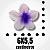 Piranha de Flor - Imagem 8