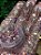 USEGLOW - Glitter Tati Franzoni - Imagem 3