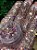 USEGLOW - Glitter Tati Franzoni - Imagem 1