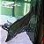 Peixe Faca Gigante "Featherback" (Chitala lopis) - Imagem 1