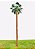 Washingtonia - Imagem 1