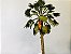 Palmeira Washigtonia 16 cm - Imagem 2
